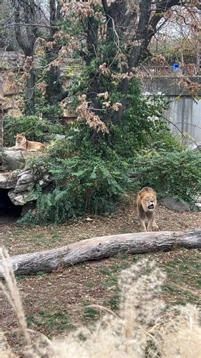 Can you hear me? How about now? Male African lion Ingozi makes his presence known around the Zoo when he roars. The roar of a lion can be heard up to three miles away! Ingozi lives with his mate, Cabara. They have been together for almost 15 years! You can see the love and affection they have for each other in the video. See Ingozi and Cabara the next time you visit the Saint Louis Zoo. | Saint Louis Zoo