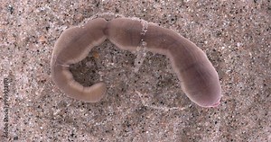 Nemertea worm, genus Cerebratulus sp. close-up, family Lineidae. Predator, feeds on mollusks and small crustaceans... White Sea