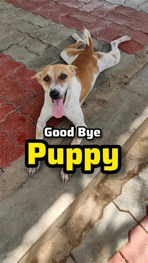 Rescue and Rehabilitation of Stray Animals Foundation on Instagram: "Puppy said her final goodbye.🌻 When we started building the shelter at Aashiyana in 2016, I personally rescued many of them and gave them a permanent home. Today, most of them are turning 10, 11, and 12 years old and are leaving us one by one. Indeed, it is very difficult to handle this pain, and I cannot do anything about it. Life around them is beautiful, but the hardest truth I continue to face is that their lives are very 