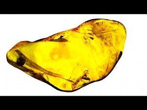 Amber, a fossilized tree resin