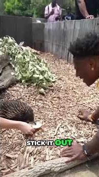 Echidna vs. Porcupine? Touching Australia's Spiky Mammal! #shorts