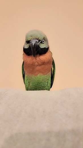 188K views · 7K reactions | My Moustache Parakeet HATES bedtime, she throws tantrums whenever it's time. 列 #parrotlife #moustacheparakeet #parrot #birds #bird #birdlover #marlenemccohen #engagednotcaged | Marlene Mc'Cohen | Facebook