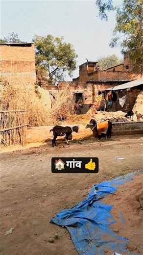 #village #farming #shortvideo 🏠👍🌿