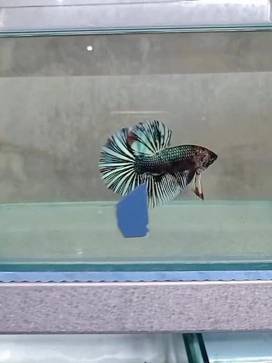 Betta Fish Contest: Vibrant Colors and Swim Showcase