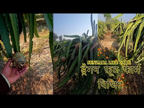 Senzara Life Care Dragon Fruit Farm Visit | High Profit Dragon Fruit Farming in India
