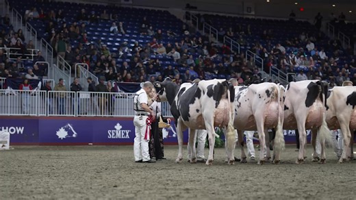 Royal Winter Fair Holstein Show 2025 - Fall Two Year Old | The Bullvine