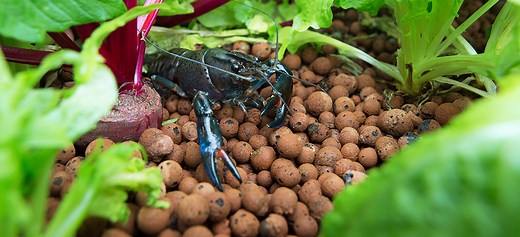 Pond Water Plants Perth - Woodvale Fish & Lily Farm