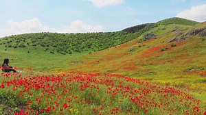 Cinematic aerial low angle view springtime poppy field with young woman enjoy sunny weather and blooming nature.
