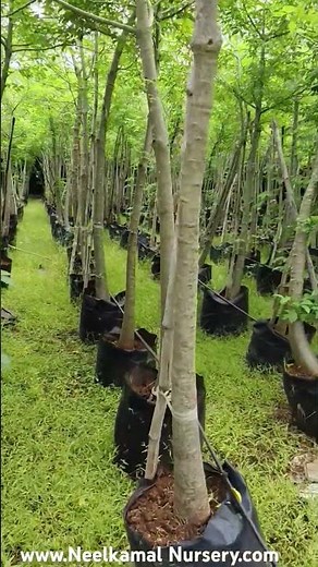 Adansonia digitata plant@Neelkamal nursery Jaipur Rajasthan mo 9351409212