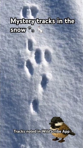 🐾 Rabbit tracks… but what kind? We followed them to see… #shorts