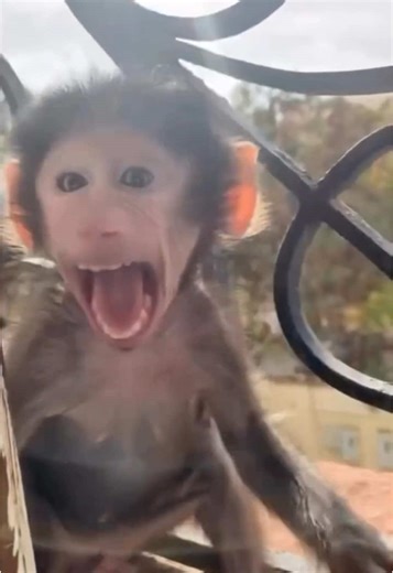 Uga Bugaga: Hilarious Monkey Antics