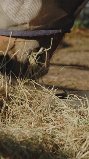 Hay feeders play a small but important role in daily horse care. They help support a steadier eating pace, reduce wasted hay, and encourage more consistent feeding routines. Choosing the right feeder depends on the horse and the setup—but thoughtful feeding tools can make everyday care a little easier.