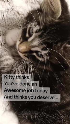 You can take them IF you like energy drinks #energydrinks #cat #fypシ #enjoy #energy