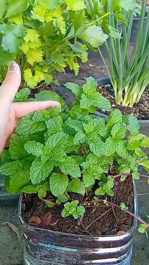 1.8K views · 13 reactions | Cultivo hidroponico #hidroponik #cultivoencasa #hidroponia #cultivo | Verde Hidropónico | Facebook