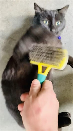 Kara kedi zeytinin günlük bakımı