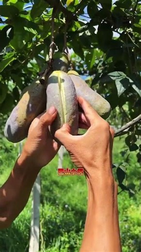 Delicious mountain fruit_ delicious from the mountains_ have... #Shorts #insideusafactories