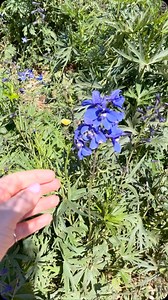 Don’t live near my flower shop? Don’t worry— I’ve got you covered nationwide! We ship farm-direct flowers straight from the fields to your doorstep. Whether you’re gifting someone you love or treating yourself to some joy, our DIY Flower Boxes make it easy (and fun!) to design at home. It’s the most incredible flower experience—packed with 100 stems of seasonal beauty, shipped overnight with zero hassle. Just pick your favorite box on our website, and we’ll take care of the rest! Order now at: w