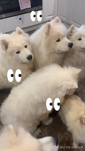 What is it like having a house full of samoyeds? Do they fight for attention? Do they get along? Is there room for Kevin and Karen? Is Sam a cat or dog? We get so many questions asking what it‘s like to be us and what is a day in the life of the wolfpack like. Well, we’ve put together a compilation of videos taken just this within this last week to give you a glimpse of life with us. So can you pick out the most high maintainance of us all? 😅 music; www.bensound.com | Poppet and the Wolf Pack