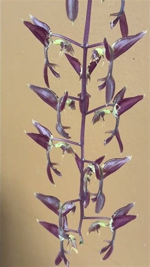 Gongora cruciformis, a rare Peruvian species with larger flowers than average for a Gongora