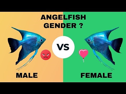 HOW TO IDENTIFY ANGELFISH GENDER : Male or Female ?