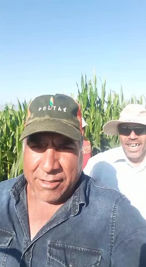 Exploring Cornfields: A Day in the Agricultural Life