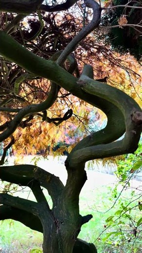 MRS Gardening | 🌳 A Japanese Maple (Acer palmatum)