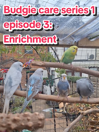 Budgie Enrichment Tips for Happy Birds