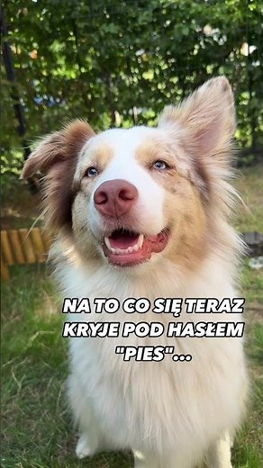 Australian Shepherd vs Pomeranian