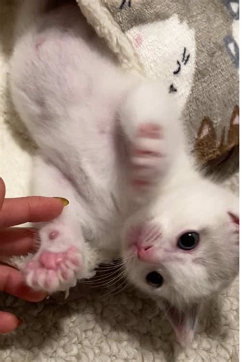 Discover Popo: The Adorable Polydactyl Kitten