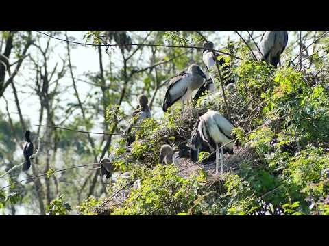 Mystery Of Bird Life Living at Flooded Forest In The Beautiful The World 00245