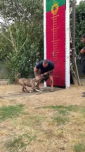 18M views · 535K reactions | Eater ♥️ We are working the wall climb. Our goal is to break the 4 year old European record in the class (Ares 3.70m)⭐️ This morning and for the first time, Eater has made 3.70m during the training ✔️ We will see next week to DCF CUP  | ADB CAO Center | Facebook