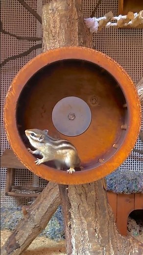 🐿️ 다람쥐 쳇바퀴 실물 영접 🍁