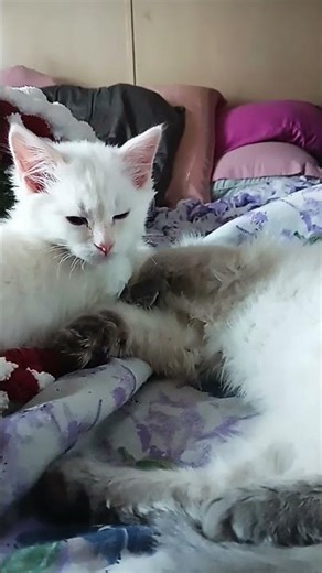 the culprits #kittenlove #funny #cat