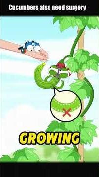 How can I make cucumbers grow straight and smooth? #shorts