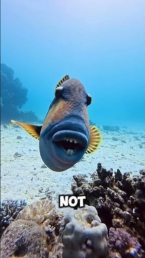 The Triggerfish: Cute but Deadly! 🐠💀