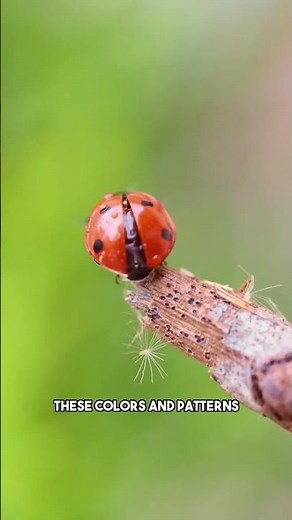 Discovering the World of Ladybugs