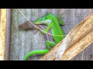 Green Anole Lizards Mating and Change Color