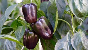 Your Guide To Overwintering Peppers [6 Simple Steps]