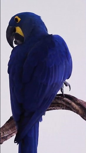 These Parrots Cost a Fortune | 4 Most Expensive Parrots in the World