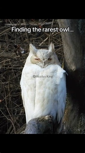 Finding the rarest owl