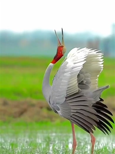 Amazing Sounds from the Animal Kingdom