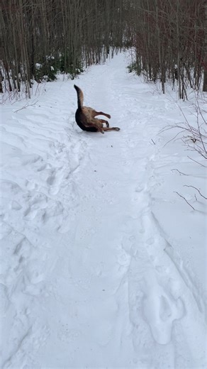 Adventures with Dogs in Norway's Snowy Landscapes