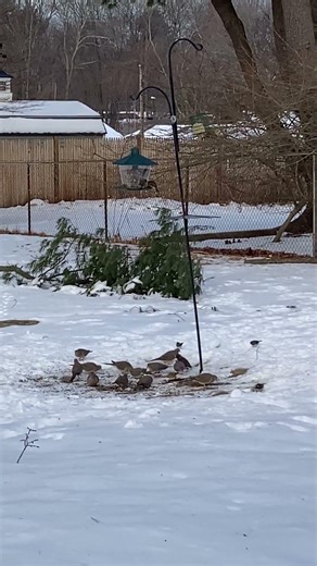 ANIMAL "FEEDING FRENZY" Before Snowstorm #nature #wildlife #birds #animals #eating #snow #shorts