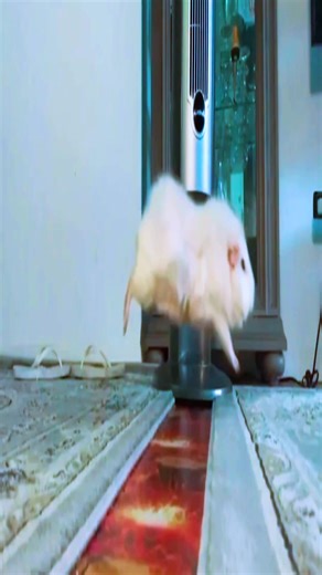 Discover the Power of Guinea Pigs: Fun Facts and Care Tips