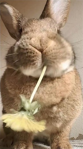 bunny eating flower #bunny
