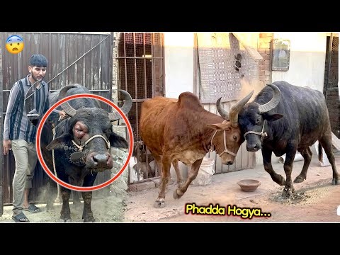 The new animal and cow for sacrifice fell right in front of us…!