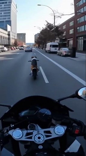 Police Chase Dog On Motorcycle!