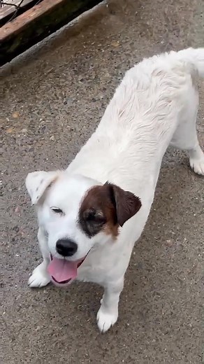 "PYRO and OLIVER" AVAILABLE FOR ADOPTION Rehoming no R251000050 *NO CATS Pyro is a taller, smooth coat, black and white female aged 8yrs Oliver is a smooth coat tan and white male aged 4yrs. They have come to us due to illness in the family and are now looking for a new home together. Oliver loves to play ball and will play endlessly returning it nicely every time. Pyro is happy to stand by and watch, maybe run around now and then and be smothered in affection. Both happy and well adjusted dogs 