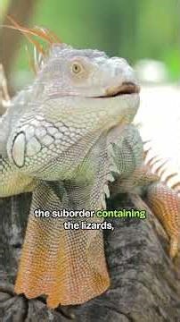 Squamata: Lizards and Snakes