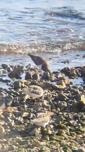 234 reactions · 5 comments | The Turnstone are back at Baiter Park!...